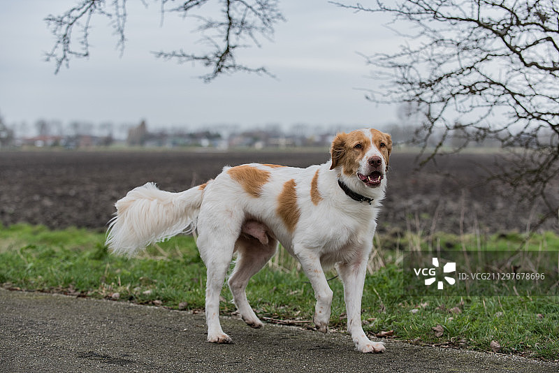 站在荷兰 Heerhugowaard 路上的狗图片素材