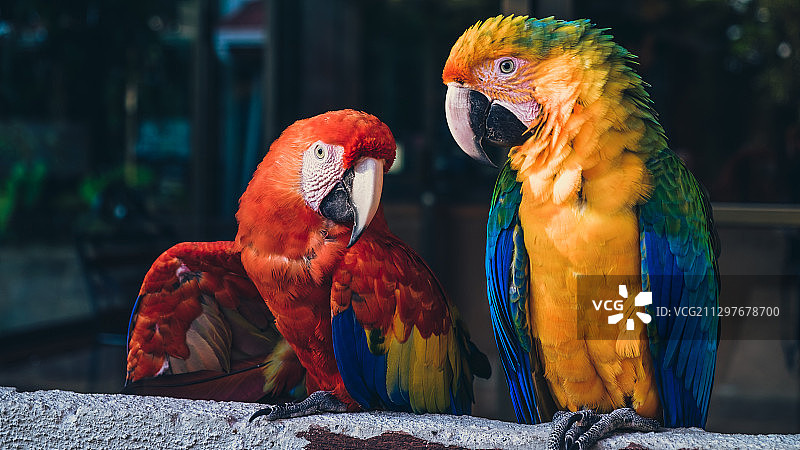 哥斯达黎加洪都拉斯猩红金刚鹦鹉栖息在树枝上特写图片素材