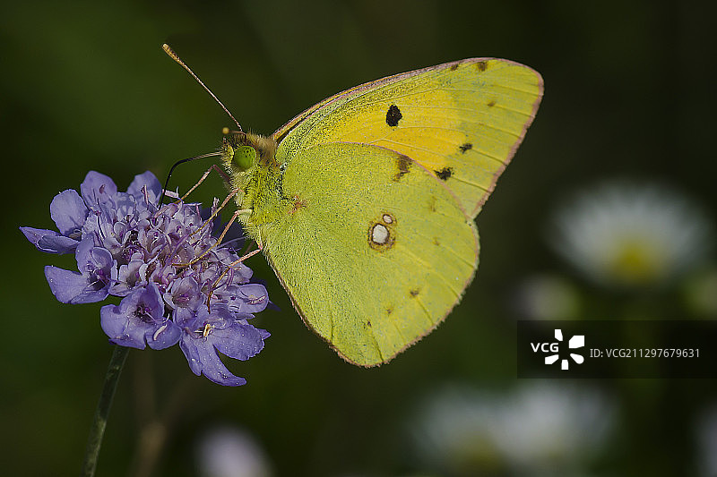黄色花朵上授粉的蝴蝶特写图片素材
