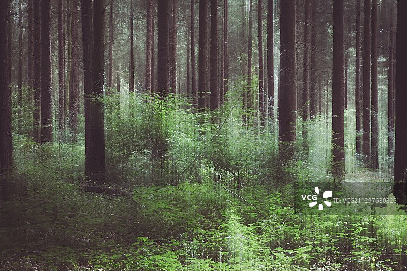 法国布尔布里亚克森林中的树木图片素材