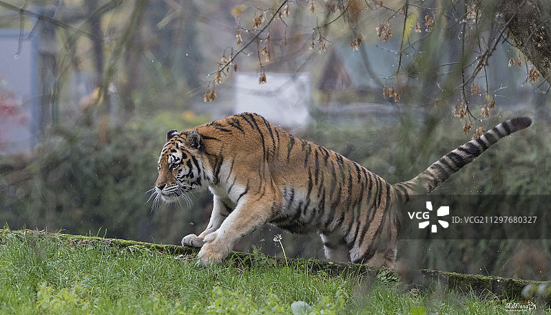 老虎在波兰森林的草地上行走侧视图图片素材