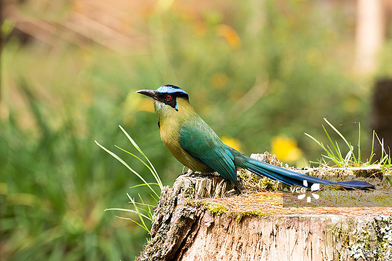 栖息在木头上的鸟类特写图片素材