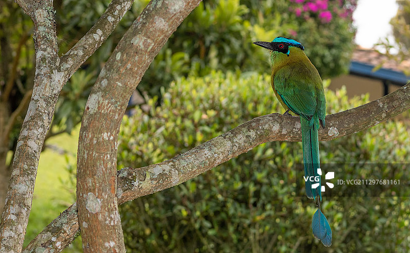 哥伦比亚麦德林栖息在树枝上的鸟儿特写图片素材