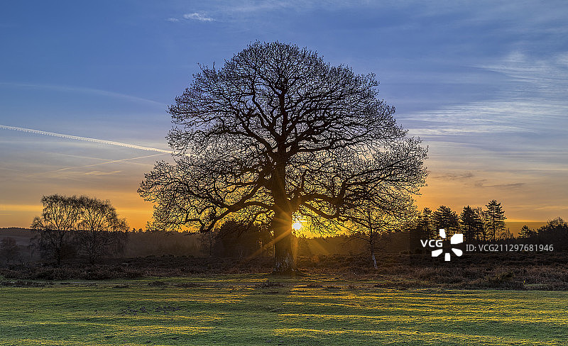 英国林德赫斯特日落时分田野上树木的剪影图片素材