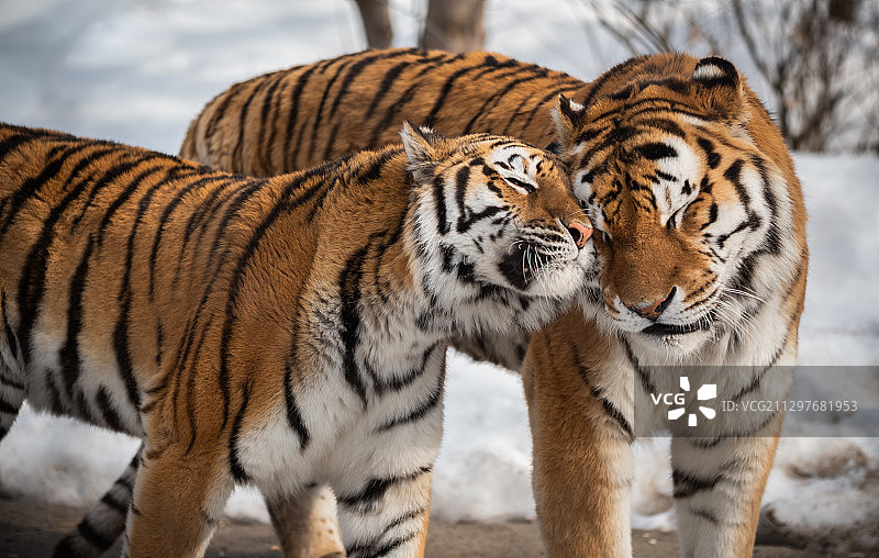 森林中老虎与幼崽的特写图片素材