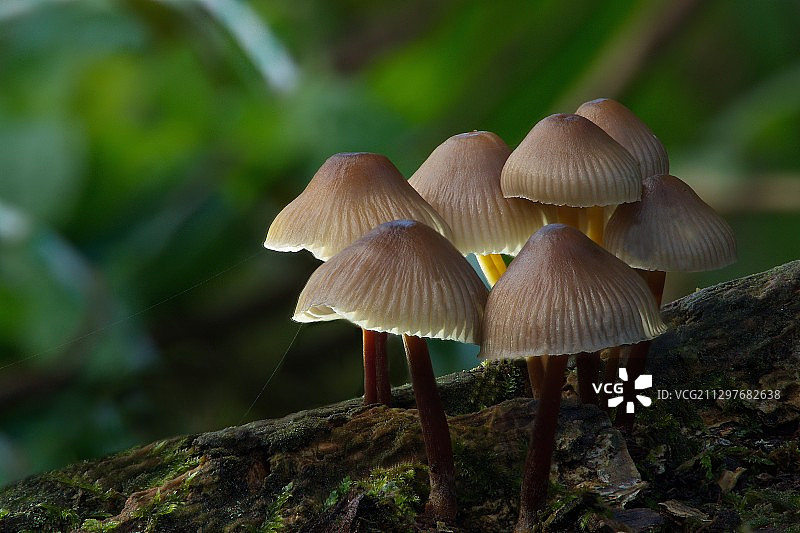 德国马克特尔，树上生长的蘑菇特写图片素材