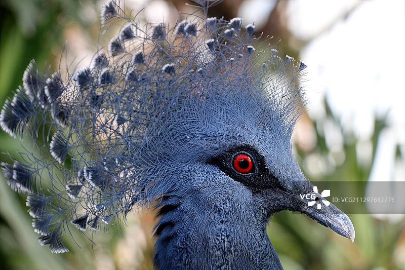 瑞士埃门鸟类特写图片素材