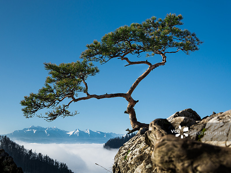 波兰Krocienko nad Dunajcem的树木仰视图，背景为晴朗的蓝天图片素材
