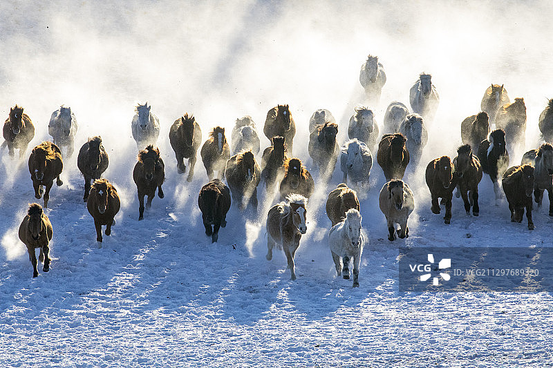 2020年冬季乌兰布统草原跑马图片素材