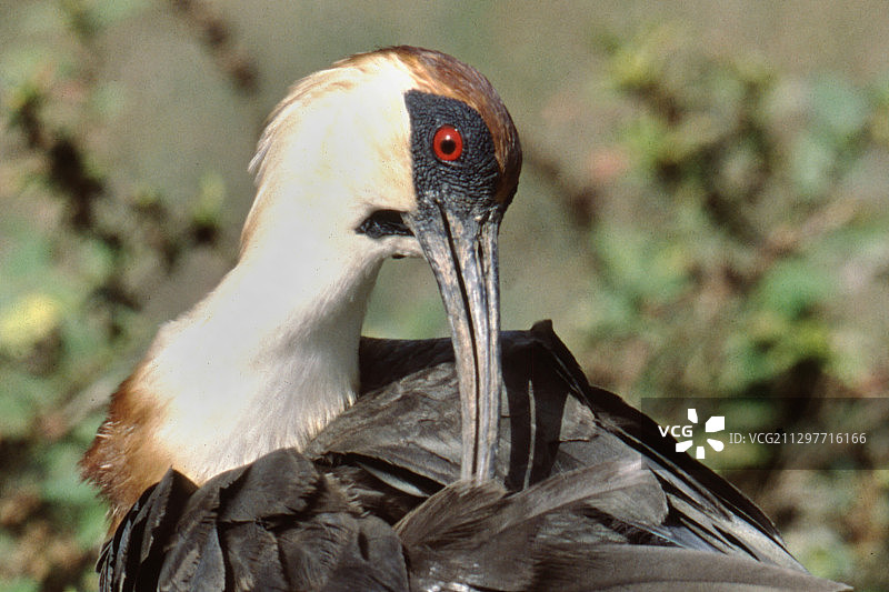 红肩䴉梳理羽毛特写图片素材