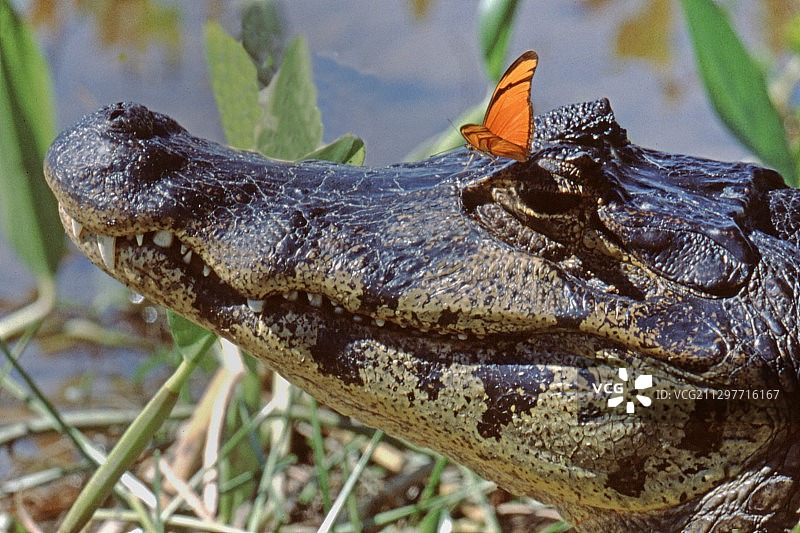 凯门鳄特写，蝴蝶停留在其身上图片素材