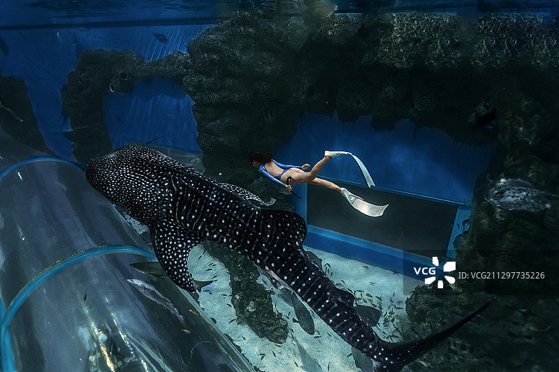 大鱼海棠图片素材