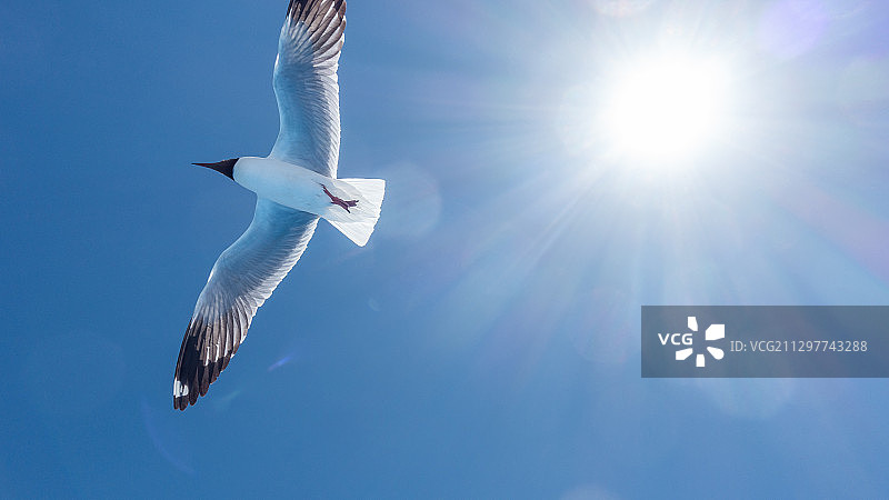 西藏班公湖红嘴鸥图片素材