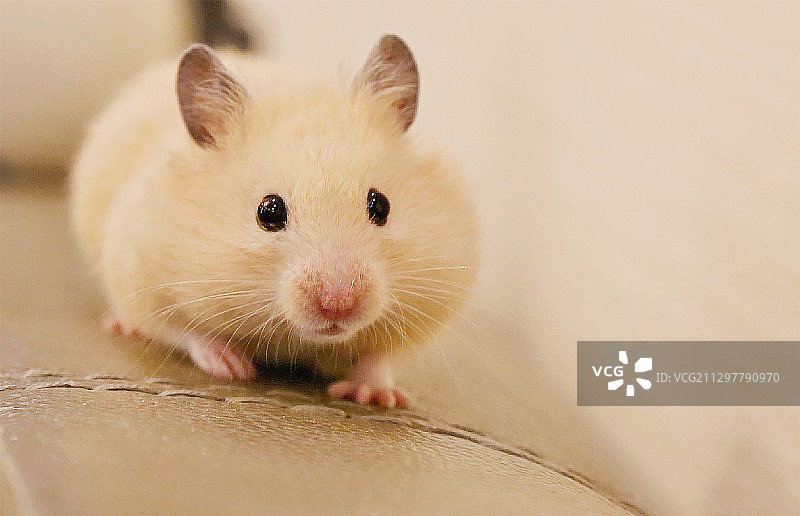 偷偷爬过的小仓鼠图片素材