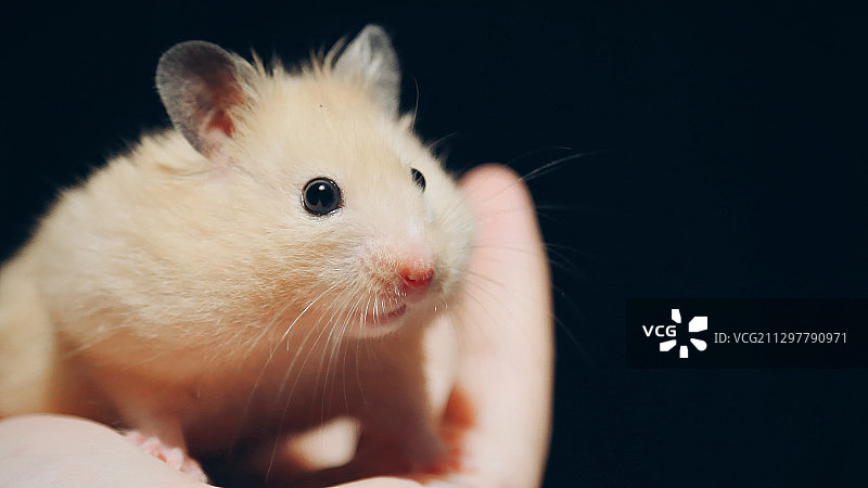 掌心小仓鼠图片素材