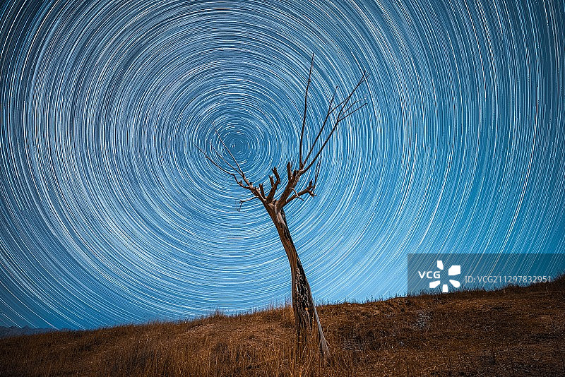 星空轨迹与枯树图片素材