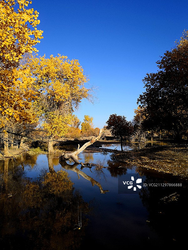 水中胡杨图片素材