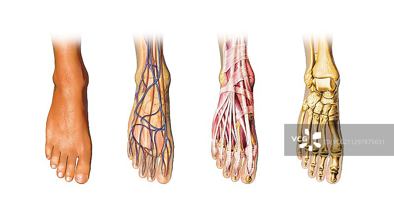 人的足部解剖结构艺术图图片素材