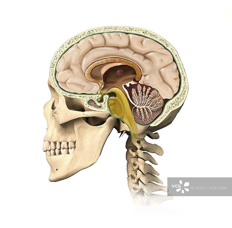 人头解剖结构艺术图图片素材