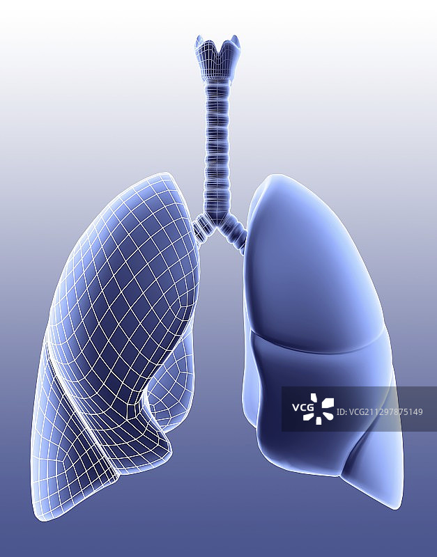 肺部艺术作品图片素材