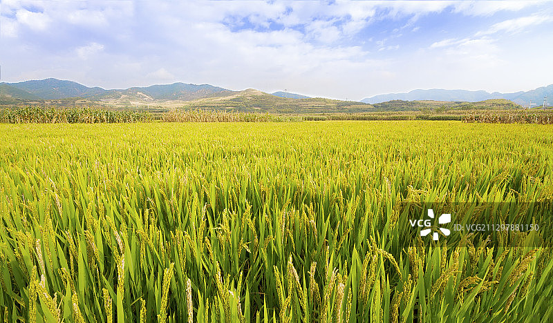 秦皇岛市抚宁区即将成熟收割的稻田图片素材