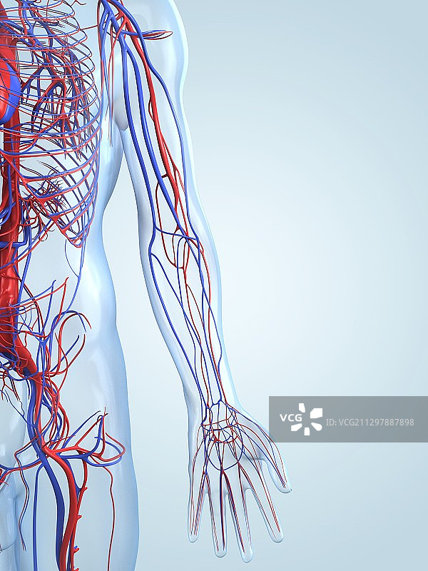 血管系统（艺术作品）图片素材