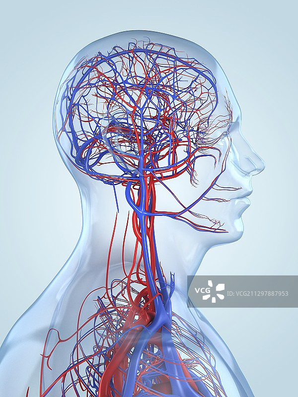 血管系统（艺术作品）图片素材