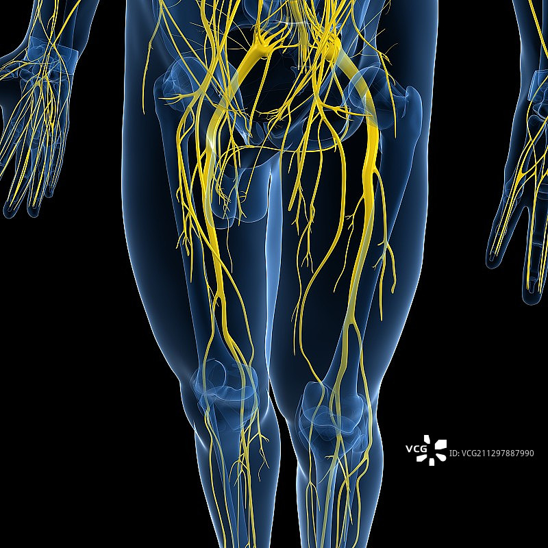 神经系统,艺术品图片素材