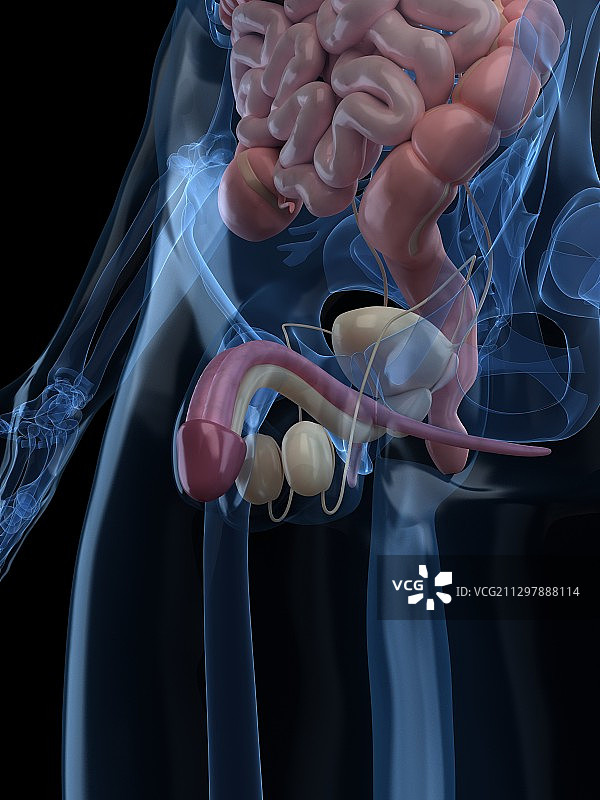 男性生殖系统图示图片素材