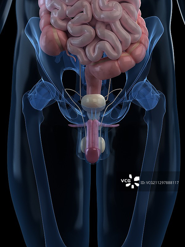 男性生殖系统图示图片素材