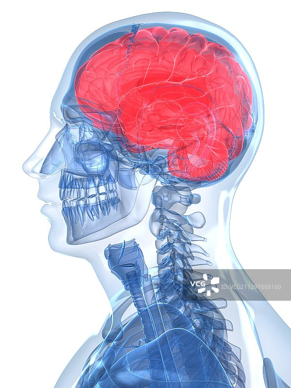头解剖学、艺术品图片素材