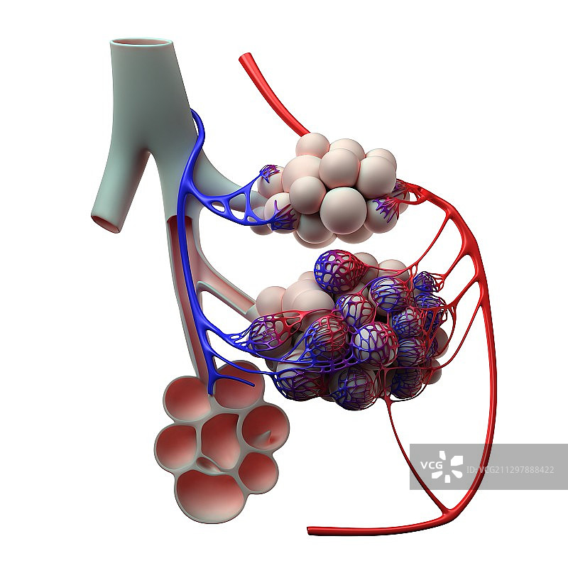 人类肺泡结构图图片素材
