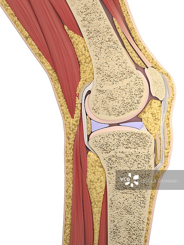 膝盖解剖结构图片素材