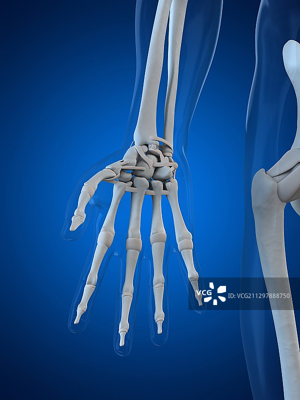 手部骨骼艺术作品图片素材