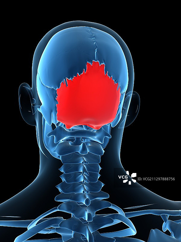 枕骨艺术图图片素材