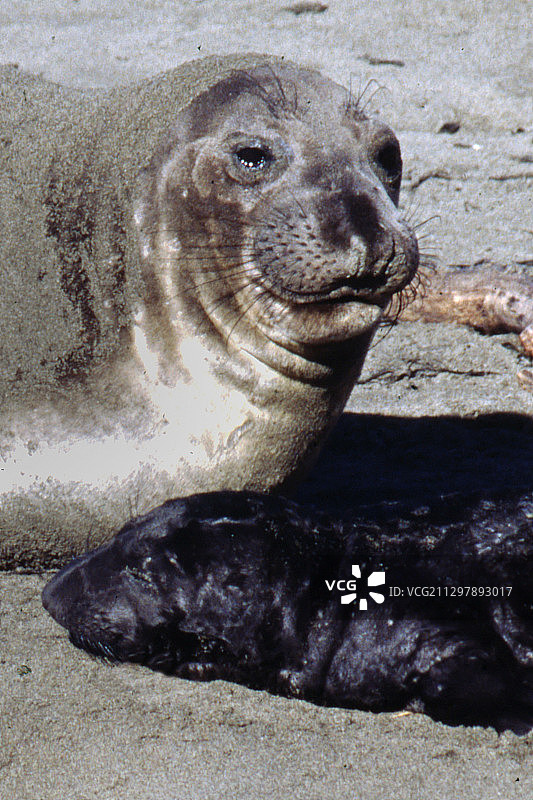 北方象海豹幼崽与母亲特写图片素材