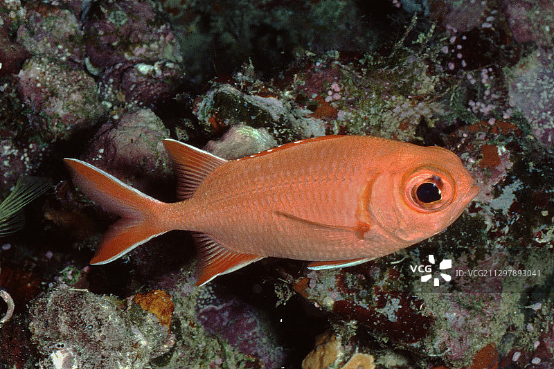 白鳍 soldierfish图片素材