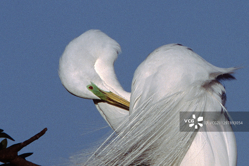 白鹭梳理羽毛特写图片素材