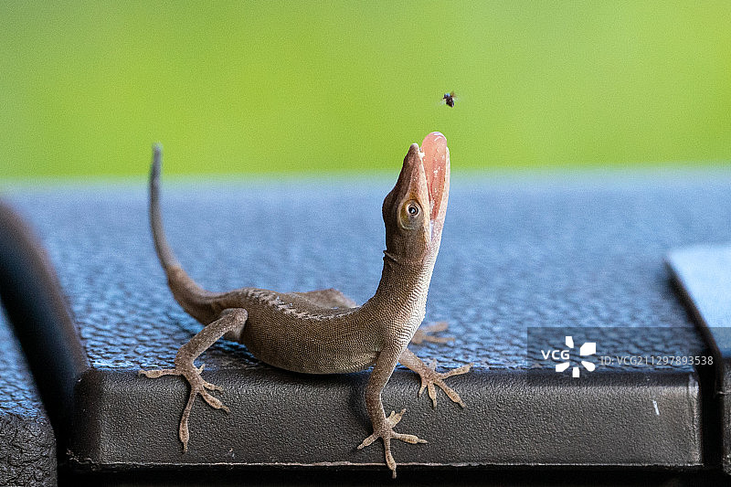 绿安乐蜥捕食昆虫图片素材