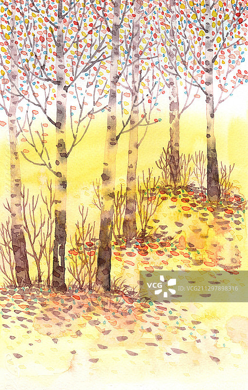 唯美手绘水彩插画系列-树林里的白桦林落叶图片素材
