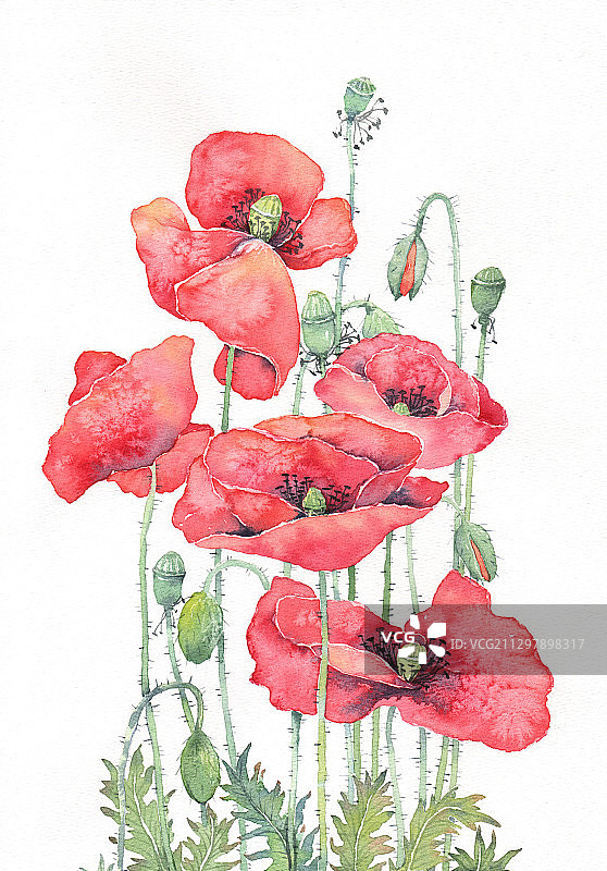 唯美手绘水彩插画系列-美丽的虞美人图片素材