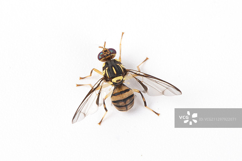 马蜂黄蜂图片素材