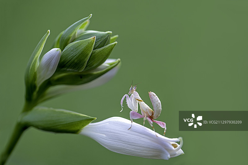 微距 兰花螳螂图片素材