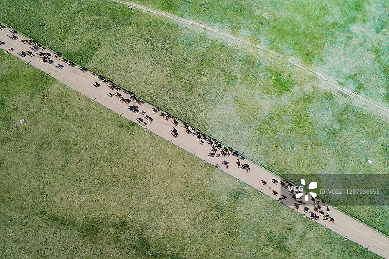 甘肃山丹军马场图片素材