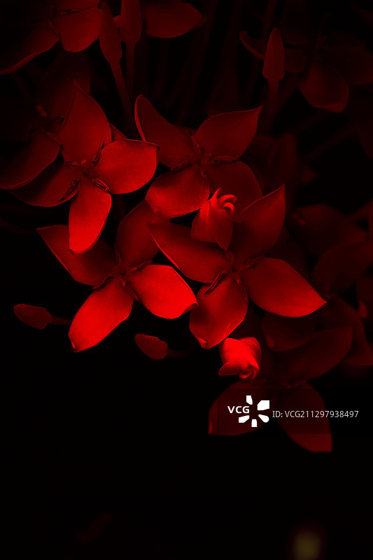 红色玫瑰花特写，本地治里，印度图片素材