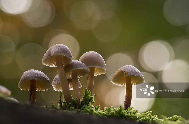 荷兰斯海尔托亨博斯树干上生长的蘑菇特写图片素材