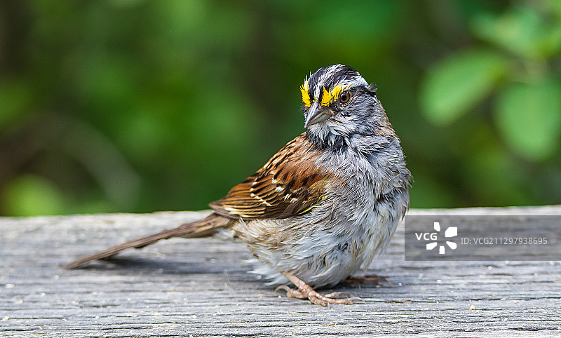 鸟类栖息在木头上的特写，加拿大的埃德蒙顿图片素材