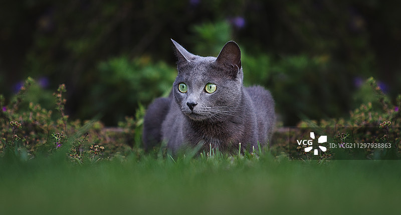 猫在草地上的特写肖像图片素材