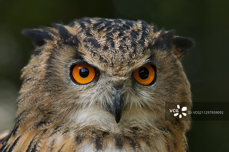 英国林菲尔德的猫头鹰特写肖像图片素材