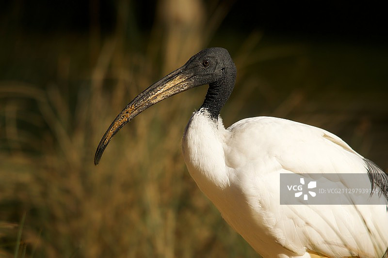 栖息在英国法纳姆户外的鸟类特写图片素材